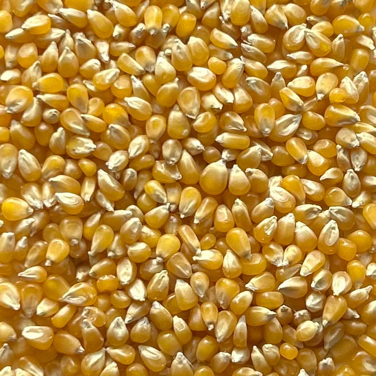 Baby Yellow Kernels